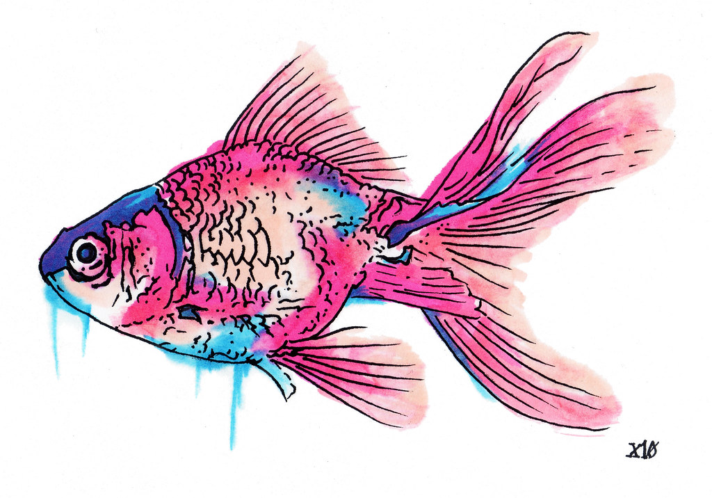 1024x716 The World's Best Photos Of Drawing And Goldfish