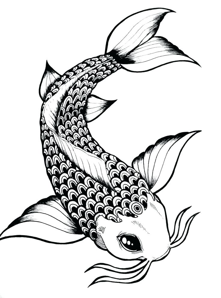 736x992 Drawing Koi Fish Outline Tattoo Line Plantt