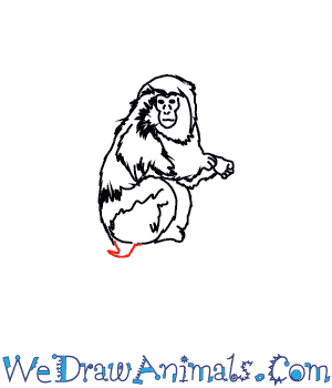 300x350 How To Draw A Japanese Macaque