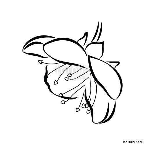 500x500 Blooming Cherry Sakura Branch With Flower Buds Black And White