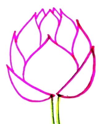 334x400 Lotus Drawing