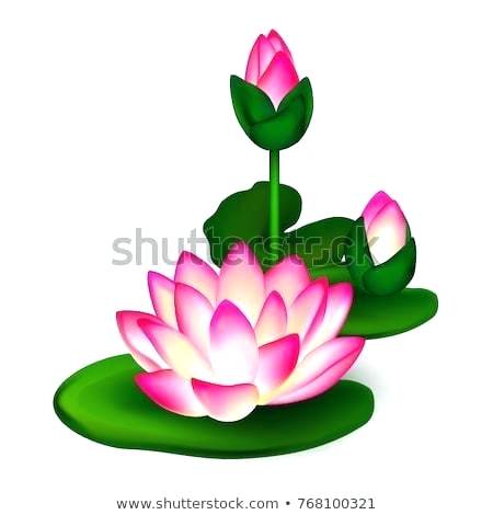 450x470 Lotus Drawing