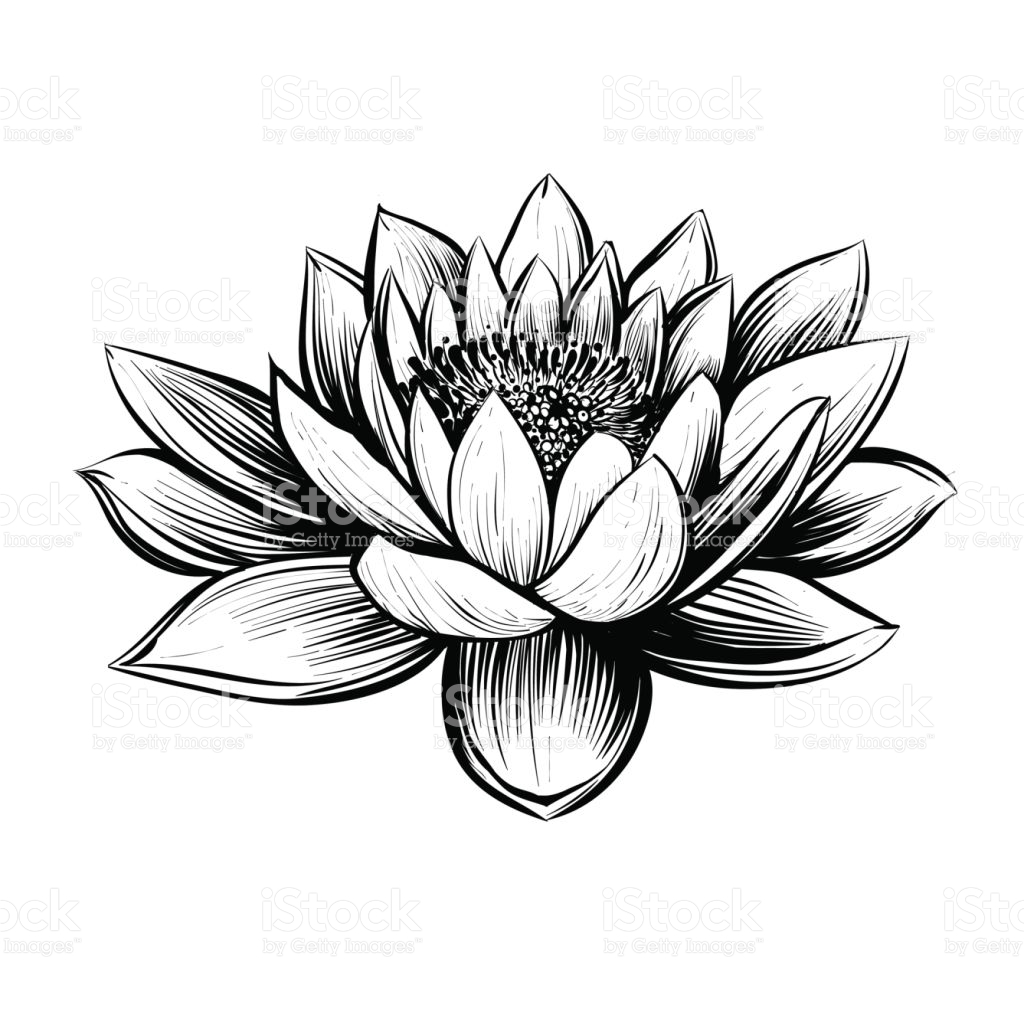 1024x1024 Lotus Drawing Water Lily For Free Download