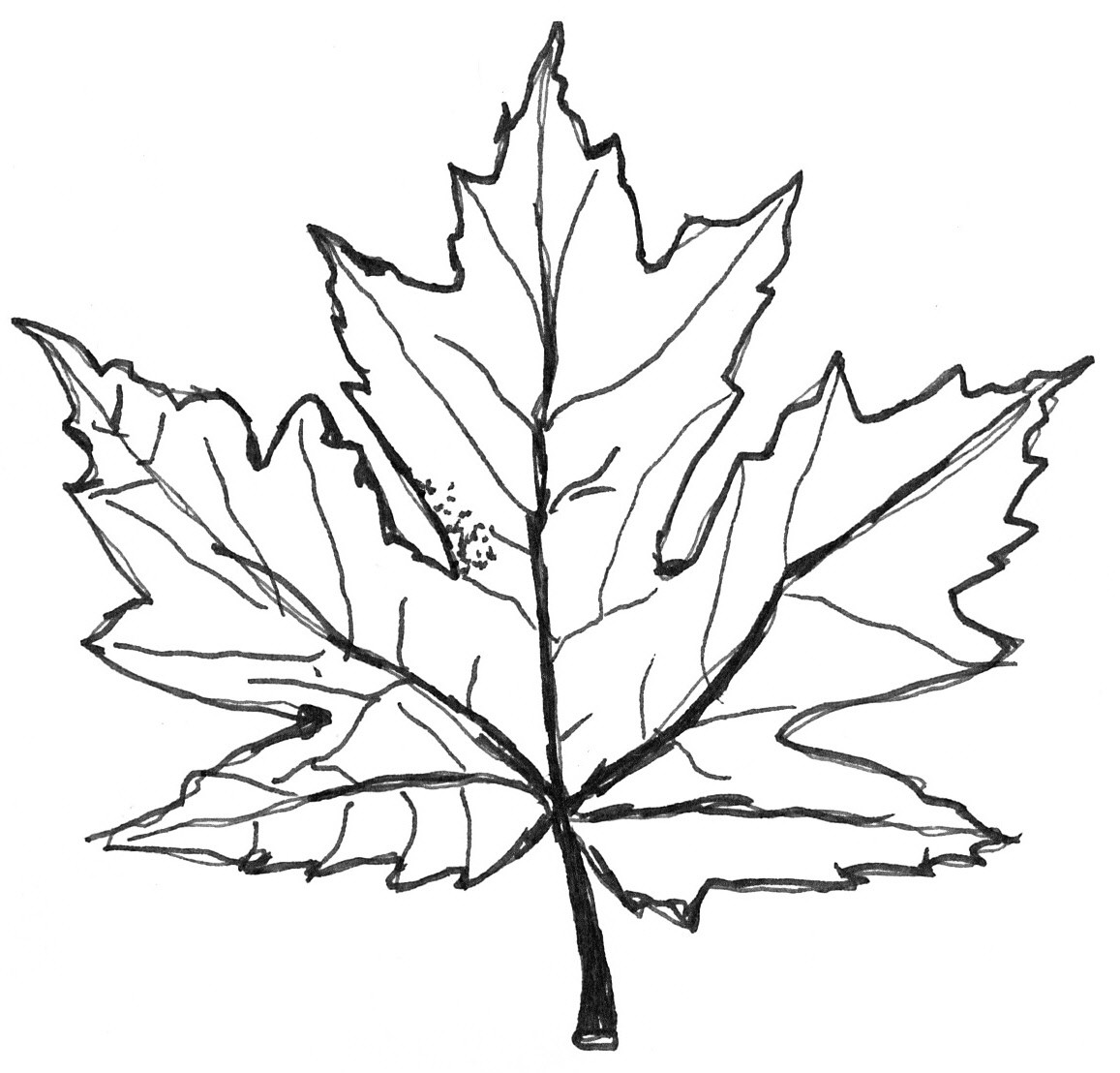1157x1108 Drawn Maple Leaf Maple Tree Leave