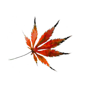 300x300 impressionist japanese maple leaf photograph