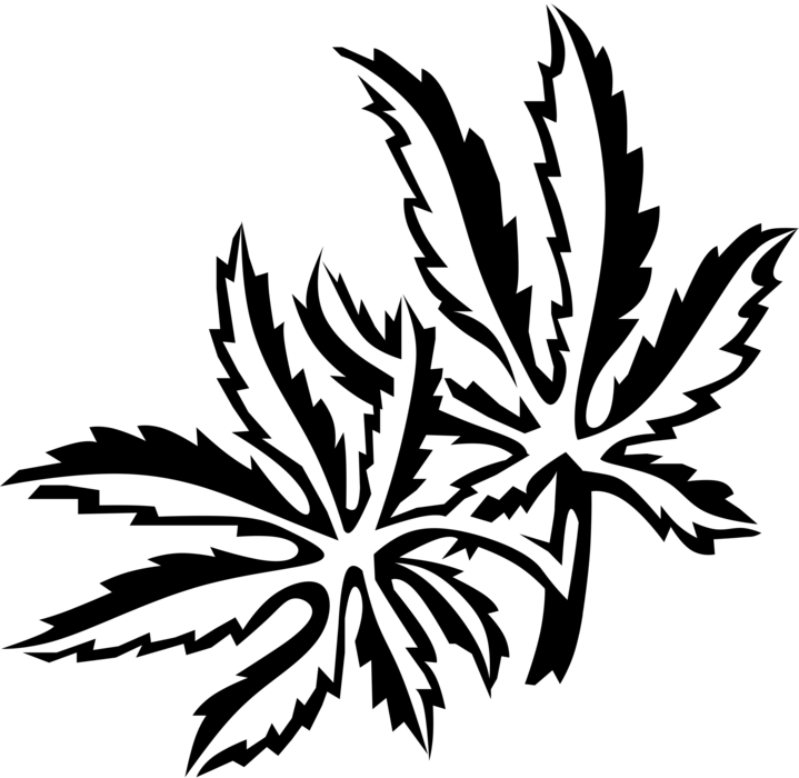 Japanese Maple Drawing | Free download on ClipArtMag