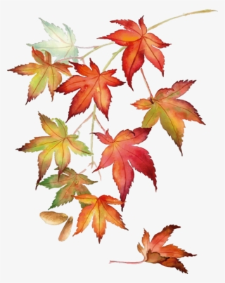 320x403 Japanese Maple Png, Free Hd Japanese Maple Transparent Image