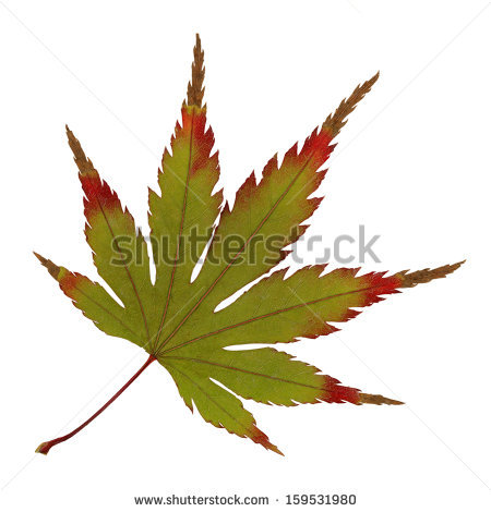 450x470 Japanese Maple Tree Silhouette