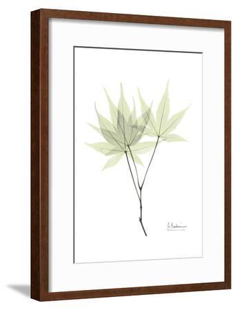 344x450 japanese maple in pale green art print