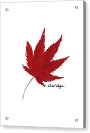 183x270 Japanese Red Maple Drawing