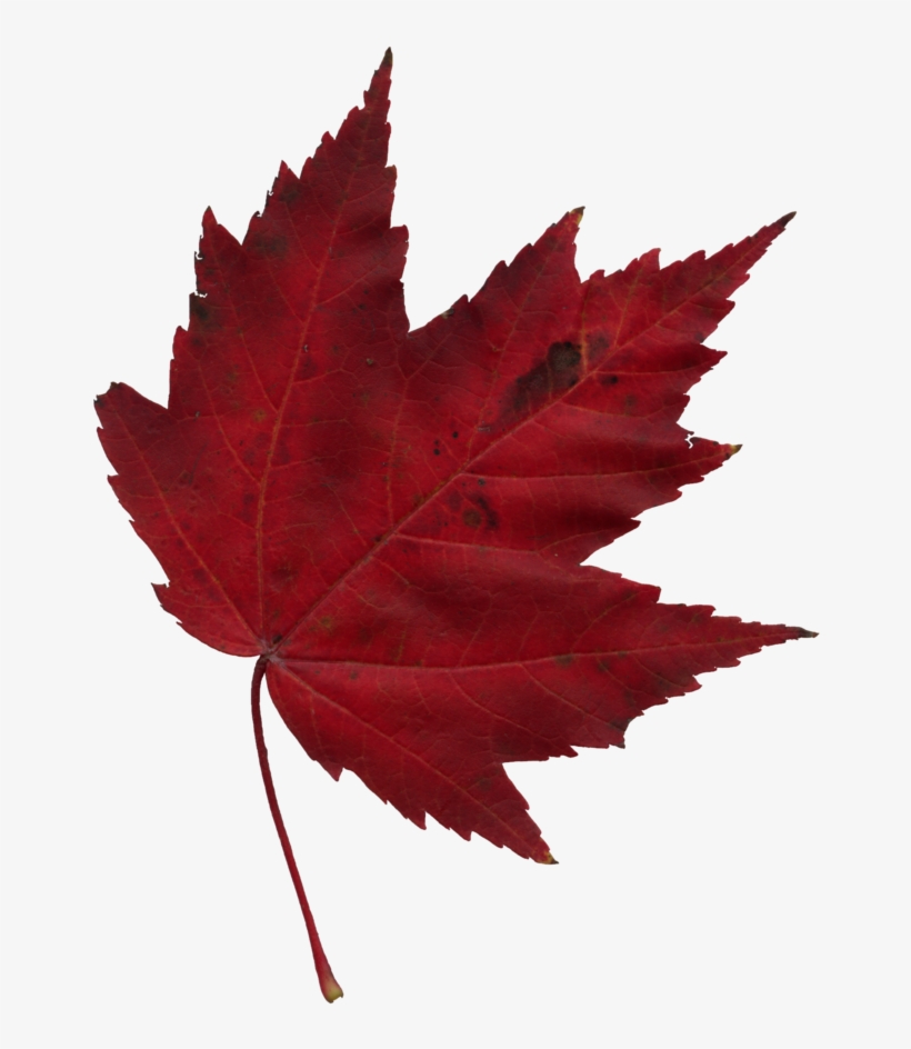 820x944 Japanese Transparent Maple Leaf Clip Art Royalty Free