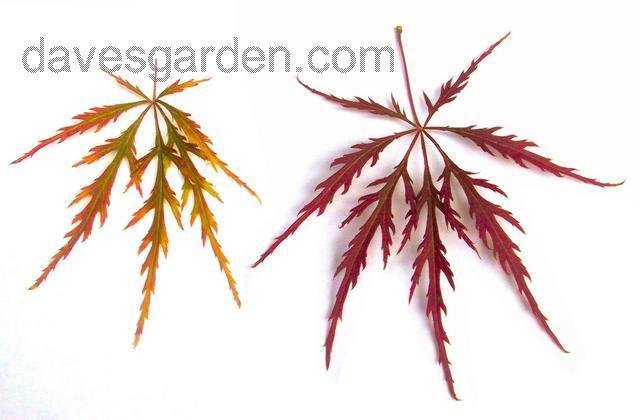 640x420 Plantfiles Pictures Cutleaf Japanese Maple, Threadleaf Japanese