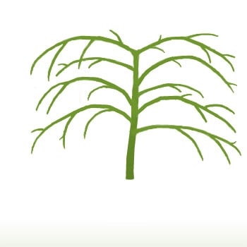 350x350 acer palmatum dissectum garnet buy red japanese maple trees