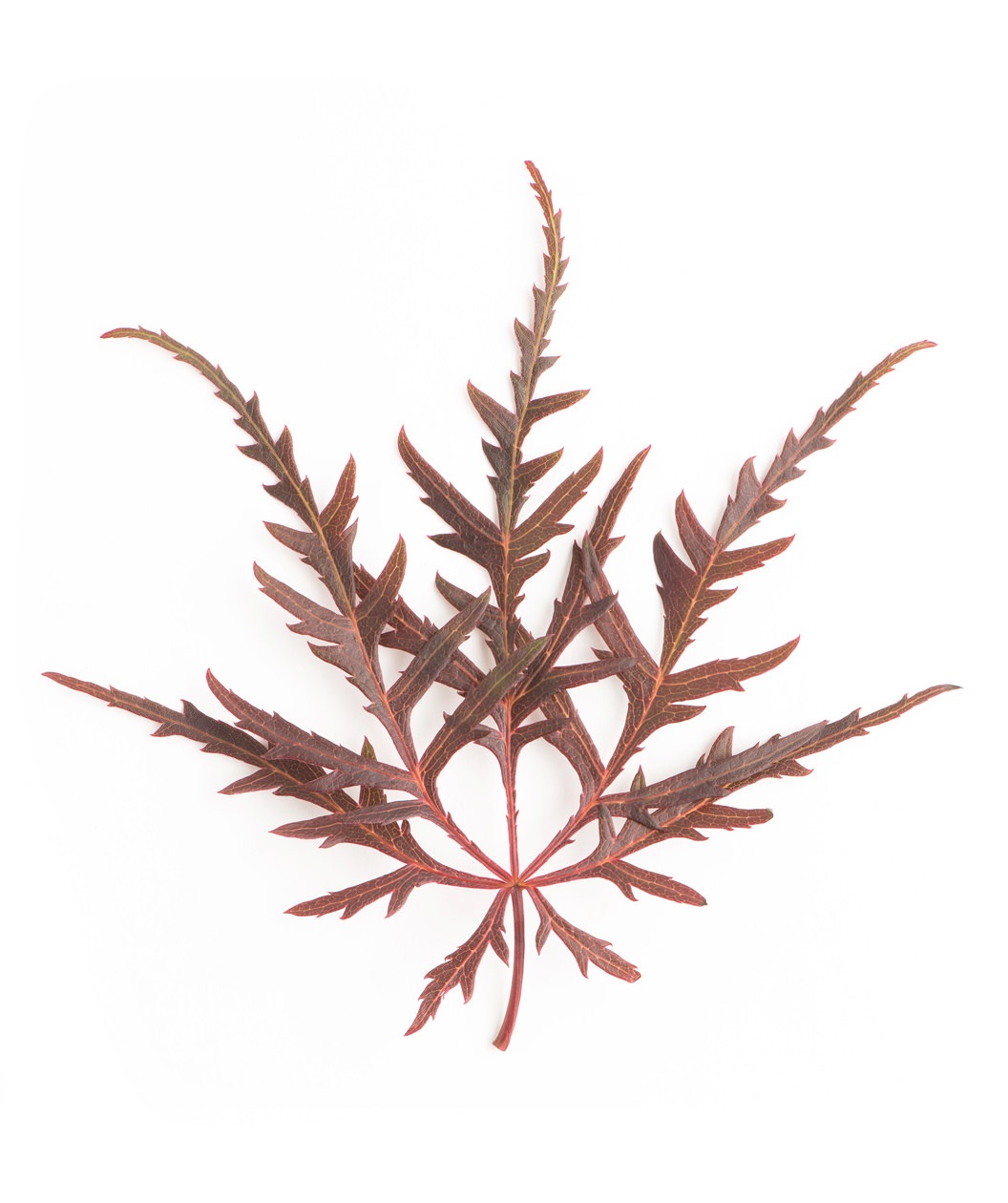 1056x1260 Buy Crimson Queen Japanese Maple Online