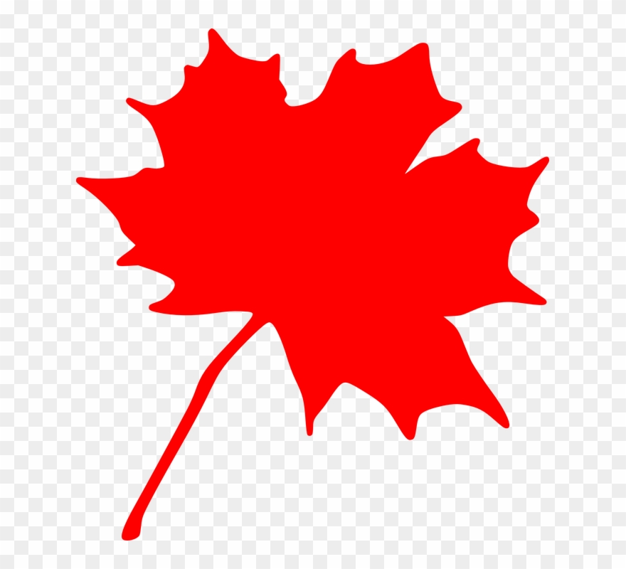 880x800 Canadian Maple Leaf Clip Art