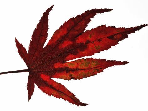 473x355 Japanese Maple Leaf Drawing