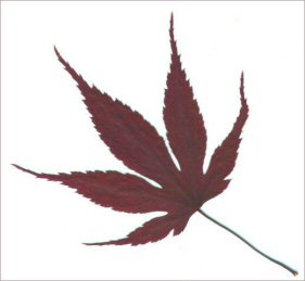 281x259 pressed ferns, foliage, and other botanicals for sale