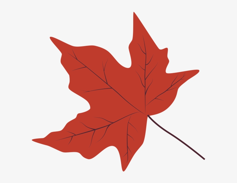 Japanese Maple Leaf Drawing | Free download on ClipArtMag