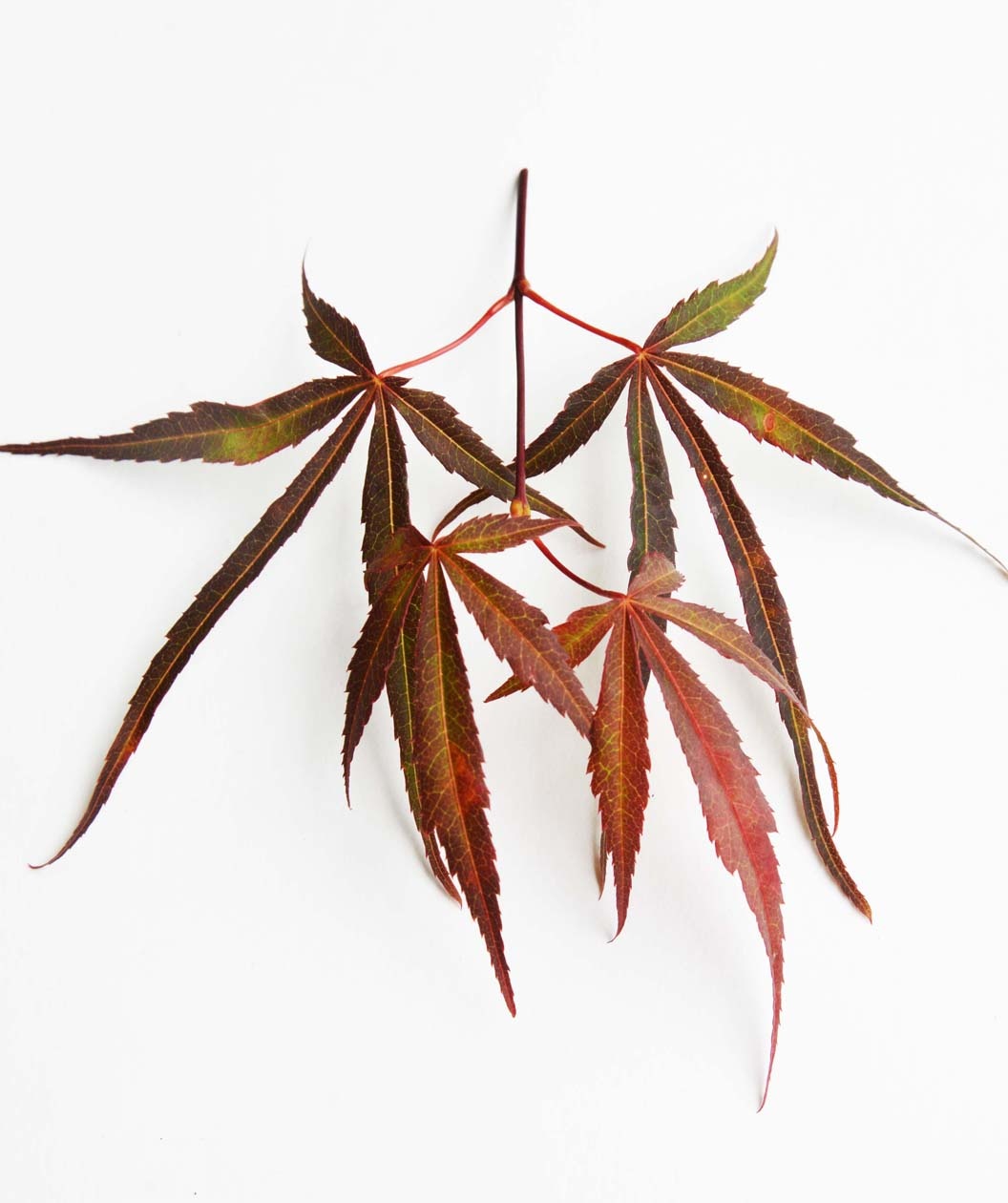 1056x1260 Buy Red Spider Japanese Maple Online