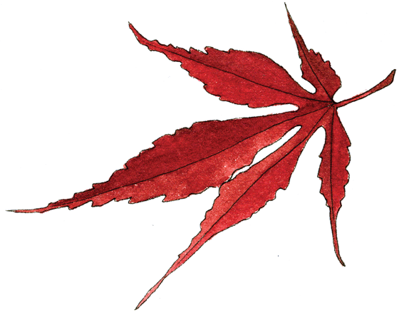 560x442 Collection Of Free Leaf Transparent Red Maple Download On Ui Ex