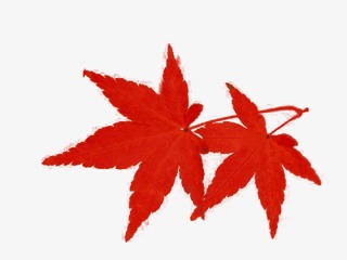 320x240 hand painted poster red maple leaf, red, maple leaf, poster png