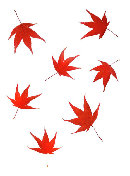 444x600 Japanese Maple Art For Sale