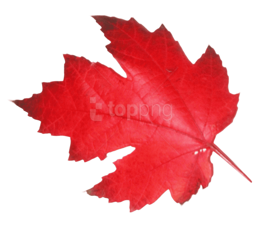 850x731 Maple Tree Download Free Clipart With A Transparent Background