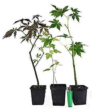 300x355 mixed outdoor bonsai starter tree