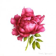 236x236 Bilder Zu Drawings, Peony Drawing