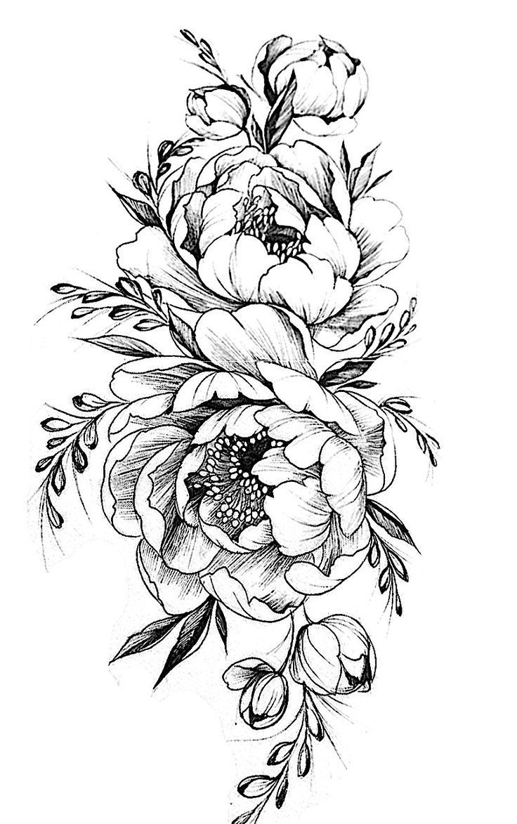 736x1173 Sunflower Drawing Peony For Free Download
