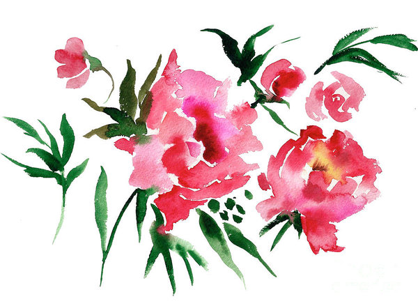 600x442 Peony Drawings