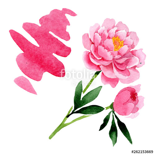 500x500 Pink Peony Floral Botanical Flowers Watercolor Background
