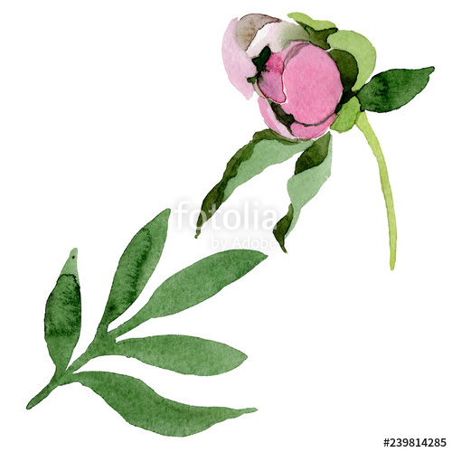 500x500 Pink Peony Watercolor Background Illustration Set Watercolour