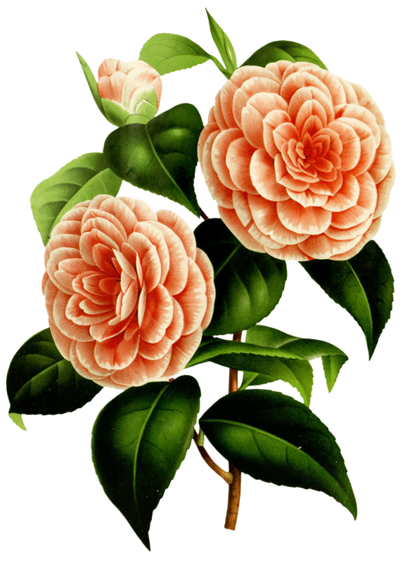 576x800 Camellia Drawing Botanical Illustration Huge Freebie! Download