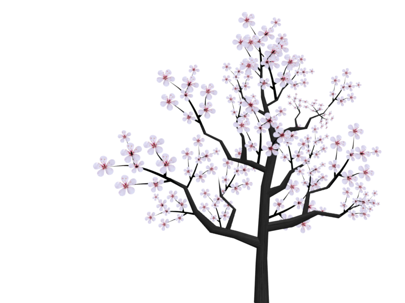 800x600 Collection Of Free Japanese Drawing Cherry Blossom Download On Ui Ex