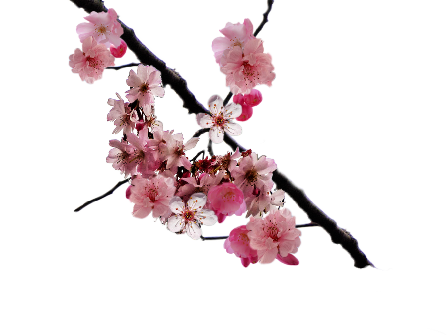 900x675 Pretty Cherry Blossom Tree Transparent Png Clipart Free Download