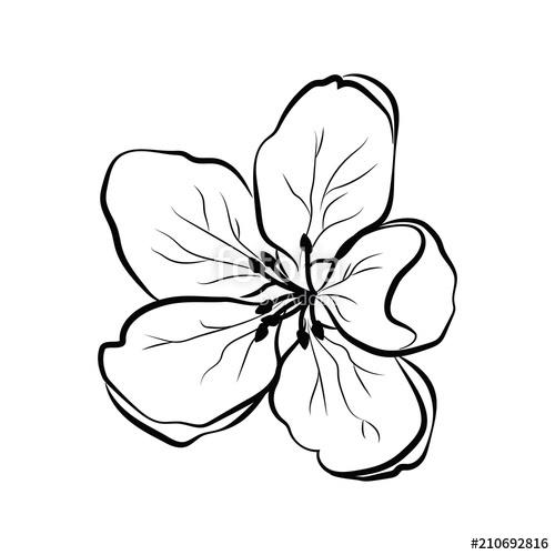 Japanese Sakura Drawing | Free download on ClipArtMag