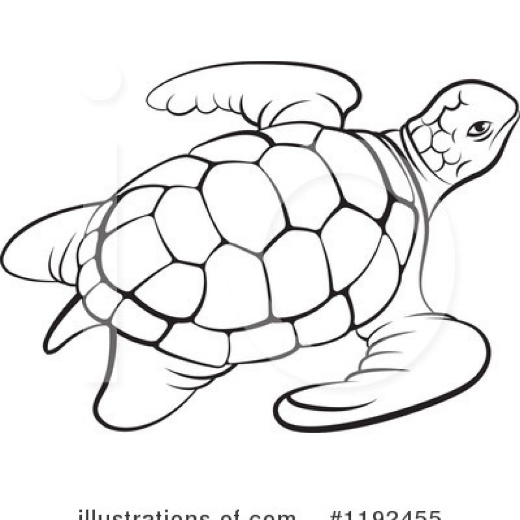 1024x1024 latest clip art turtle holiday fond