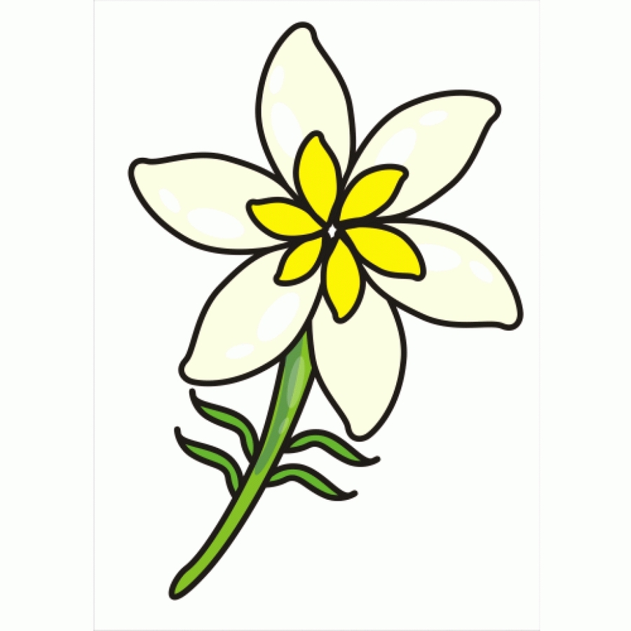 900x900 Flower Jasmine Drawing