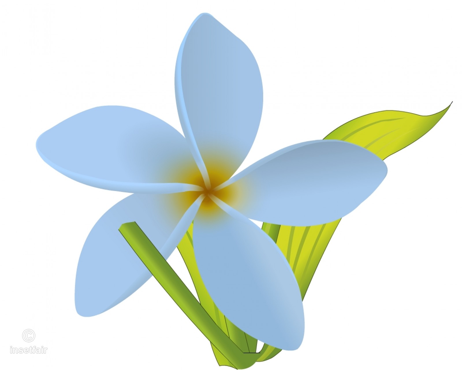 1600x1281 White Jasmine Flower Vector Drawing With Adobe Flash