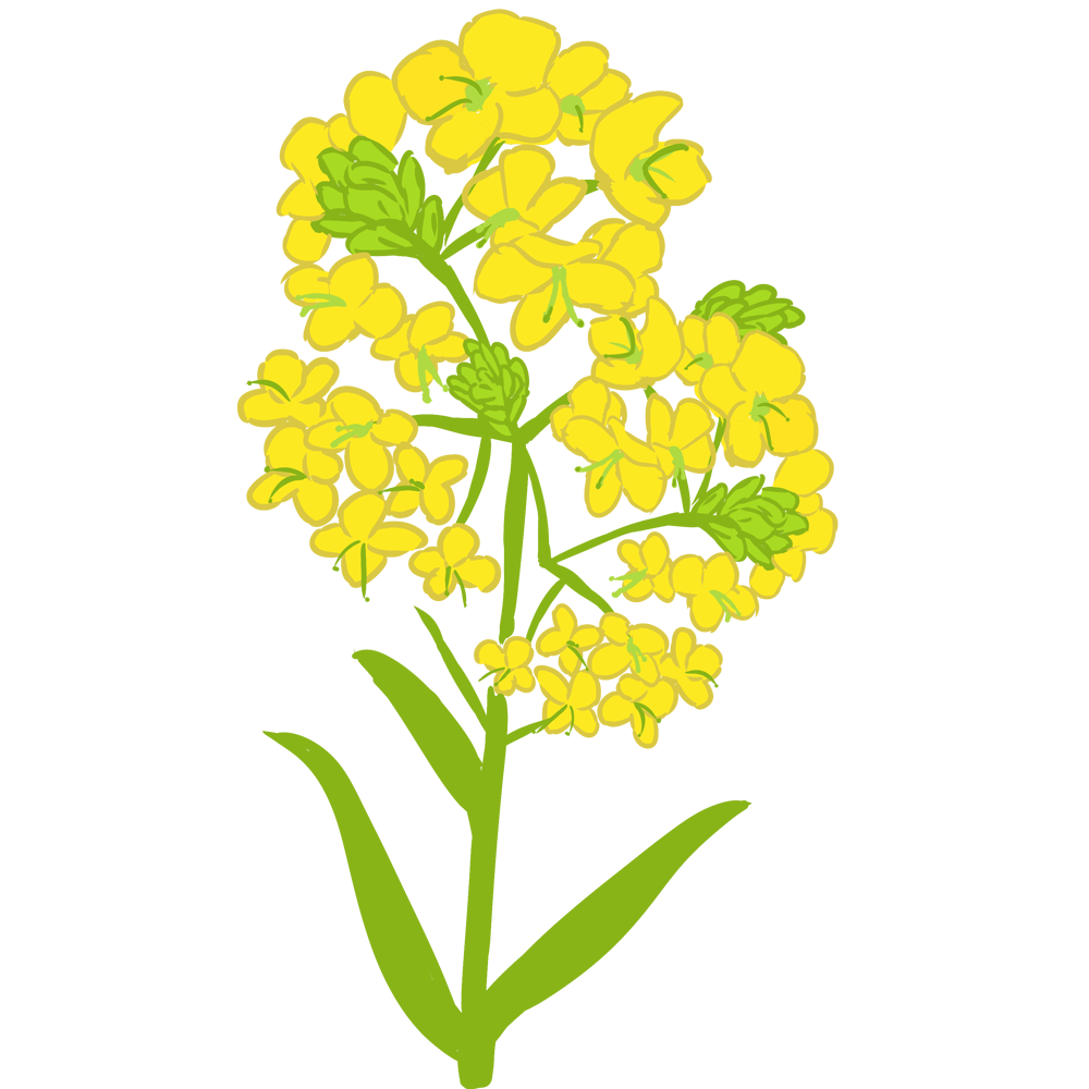 1000x1000 Collection Of Free Wildflower Drawing Jasmine Flower Download