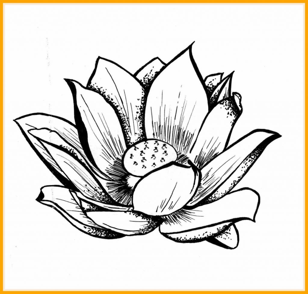 1024x978 How To Draw A Pretty Flower Fresh Beautiful Flower Drawing