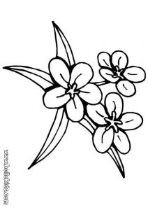 212x300 Drawing Coloring Pages Of Jasmine Flower Coloring Contest