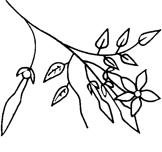 524x494 Jasmine Flower Clip Art Clipart Collection