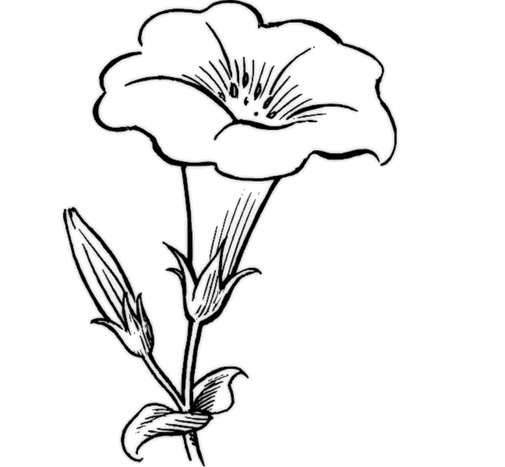 1024x948 Simple Flower Drawings Learn To Draw Flowers Of All Kinds