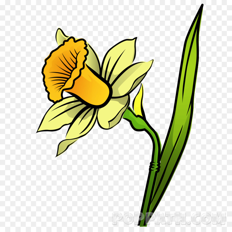 900x900 Botanical Drawing Jasmine Flower Daffodil Clip Art