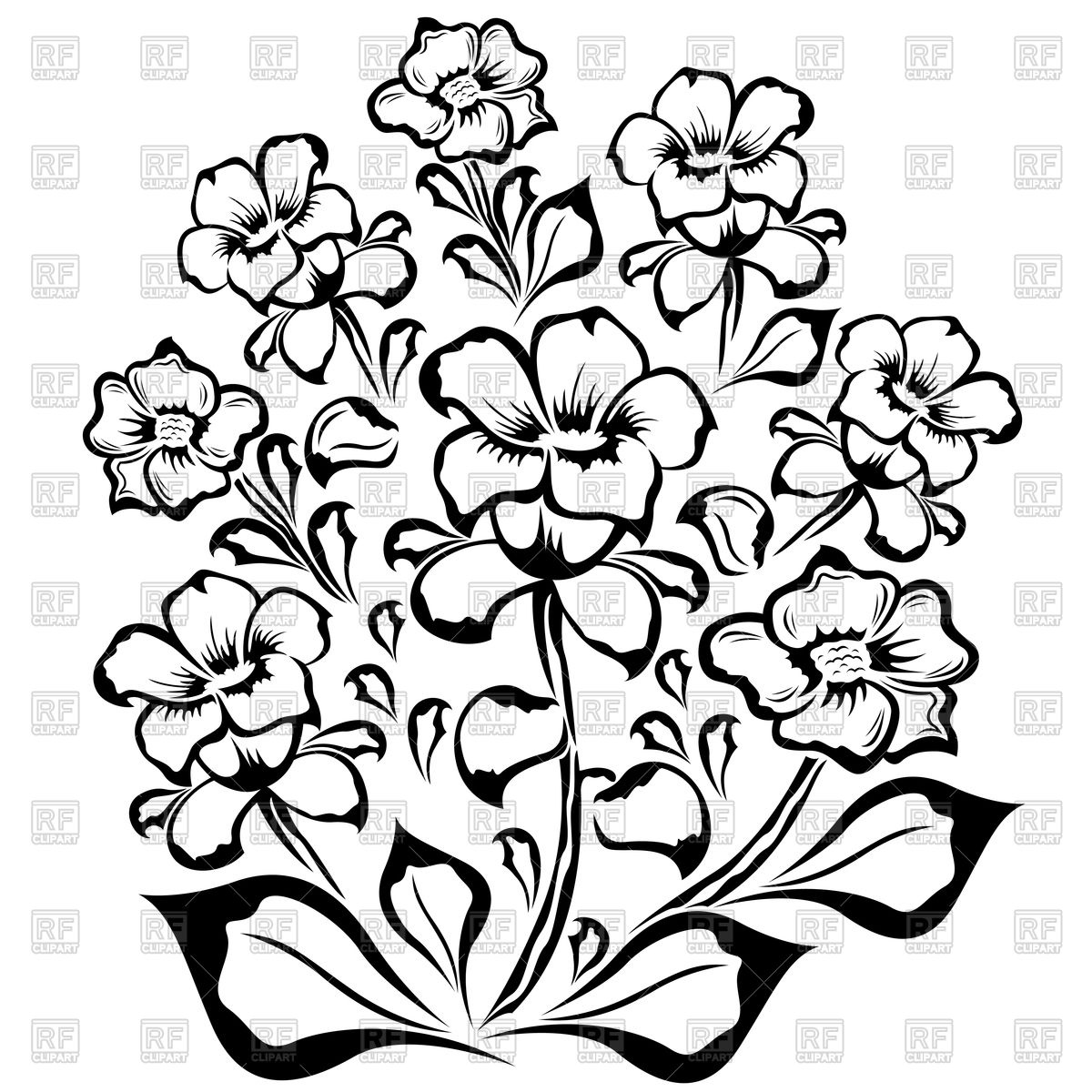 Jasmine Flower Botanical Drawing