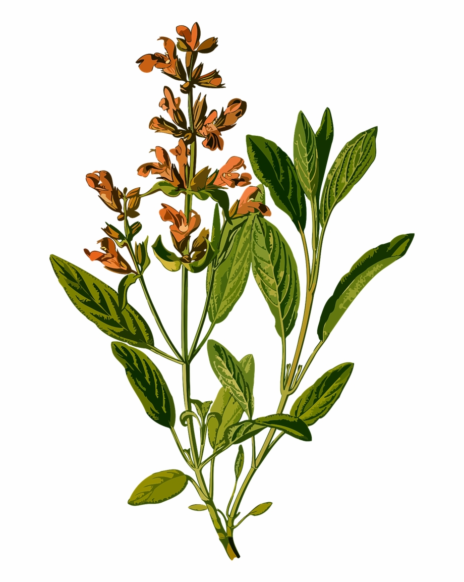 920x1153 Branch Common Evergreen