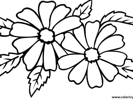 440x330 jasmine flower coloring pages, free coloring pages of jasmine