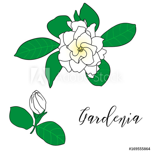 500x500 Gardenia Jasminoides, Cape Jasmine, Danh Danh Hand Drawn